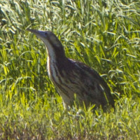 Australasian Bittern